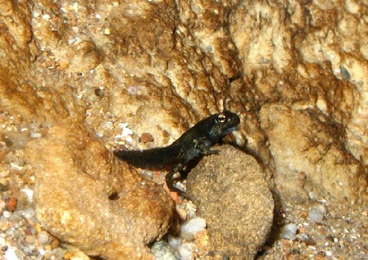 I Terracquari del Centro di Entomologia - Piombino (LI)